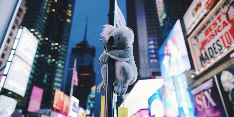 img-KoalaNYC